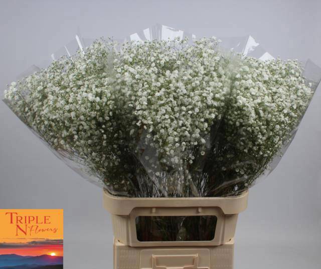 Гипсофила Дискавери 80, шт.