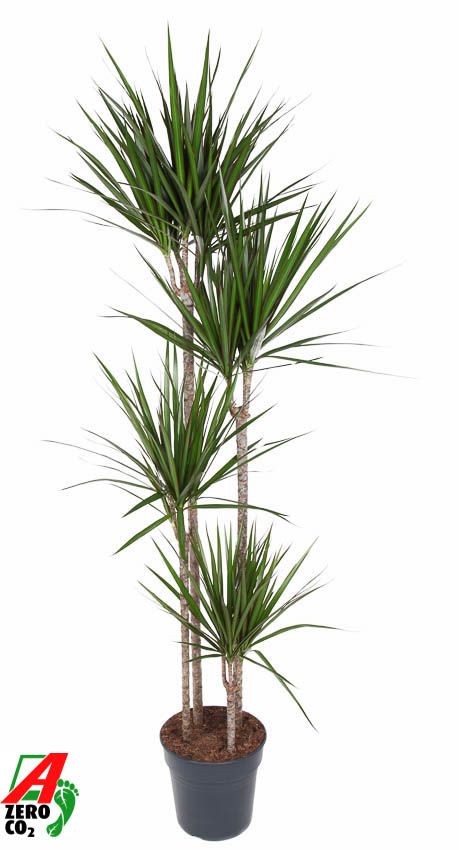 Dracaena Marginata 120-90-60-30, D 27