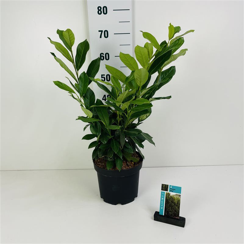 Prunus l. Elly, D 23