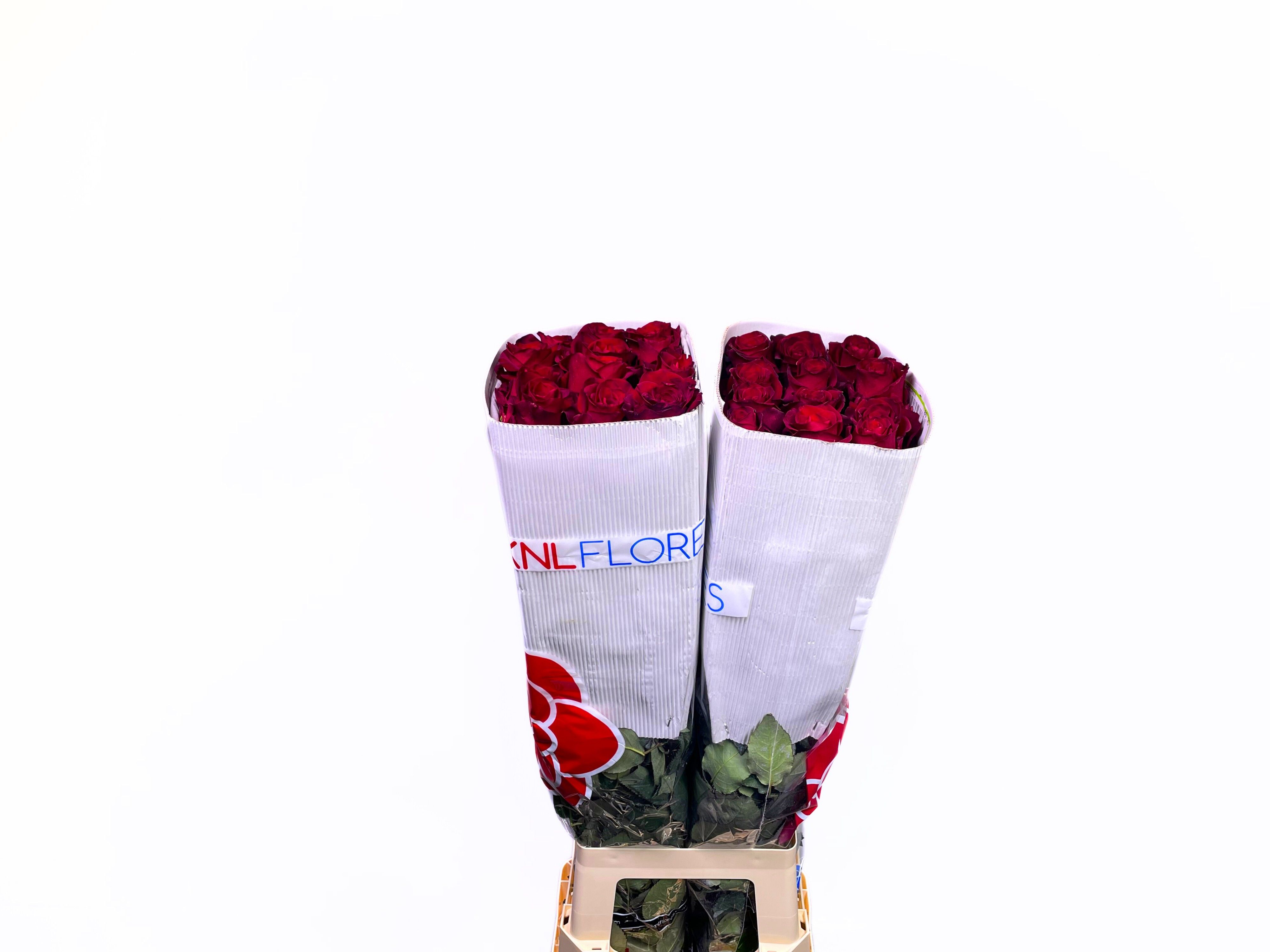 Роза од. Эксплорер 80, шт. Роза од. Эксплорер 80, шт.