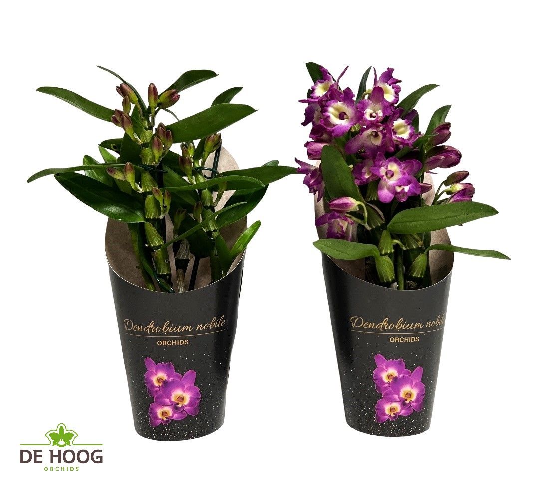 Dendrobium Nobile Bouquet Purple Rain 2+ stam in koker, D 12 cm