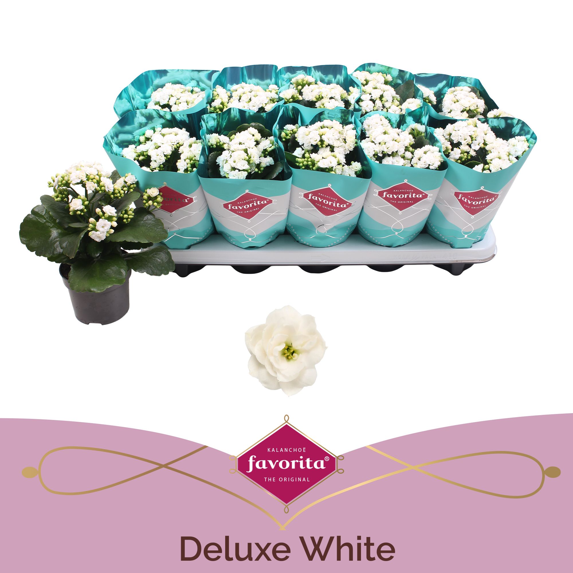 Kalanchoe Double Deluxe White stadium 2, D 10,5