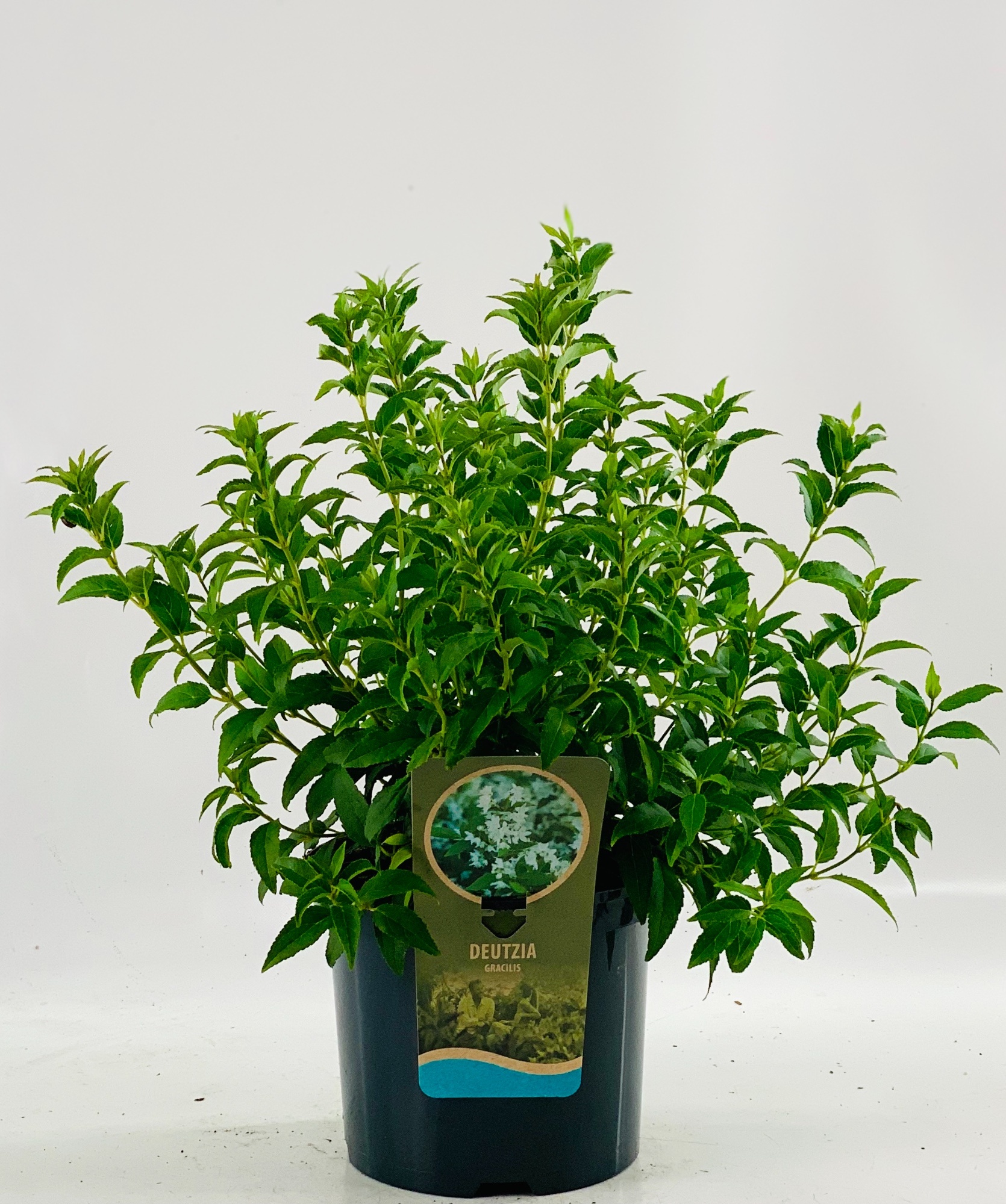 Deutzia gracilis, D 23