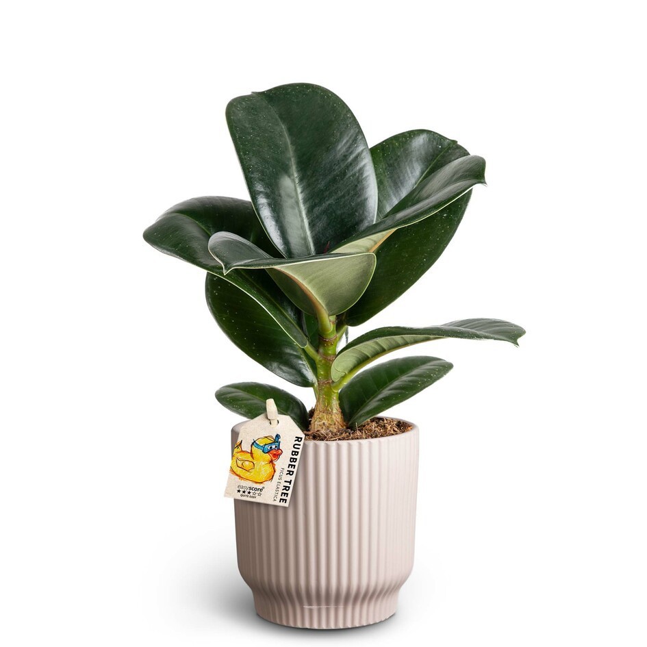 FICUS ELASTICA 40920663 Nordic L Sofia, D 10