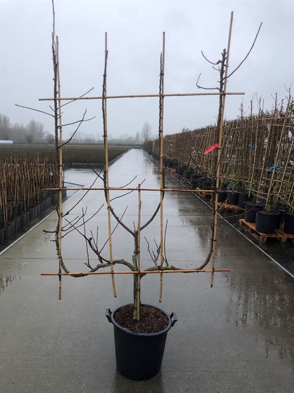 Malus dom. 4-arm Verticaal Appel leivorm, D 50