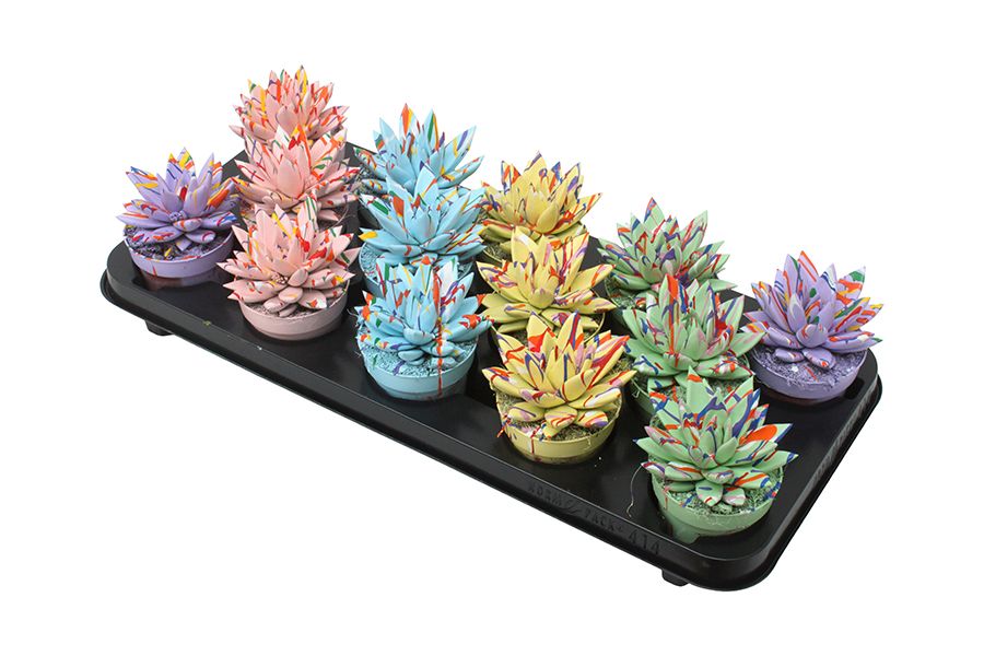 Miranda coloured Splash pastel mix, D 8,5