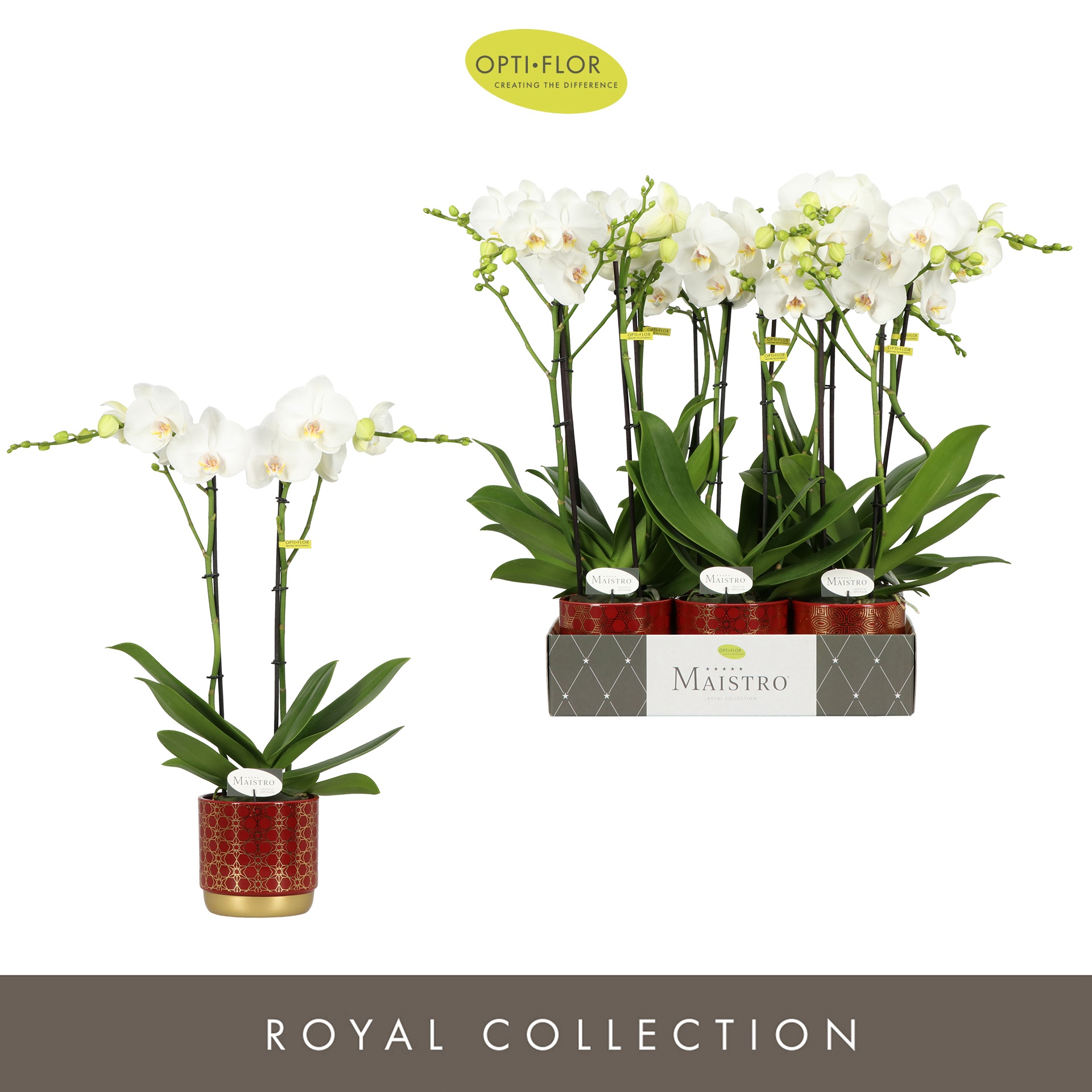 Maistro Mozart 2 spike 50 cm in Christmas Red Mix, D 12 cm