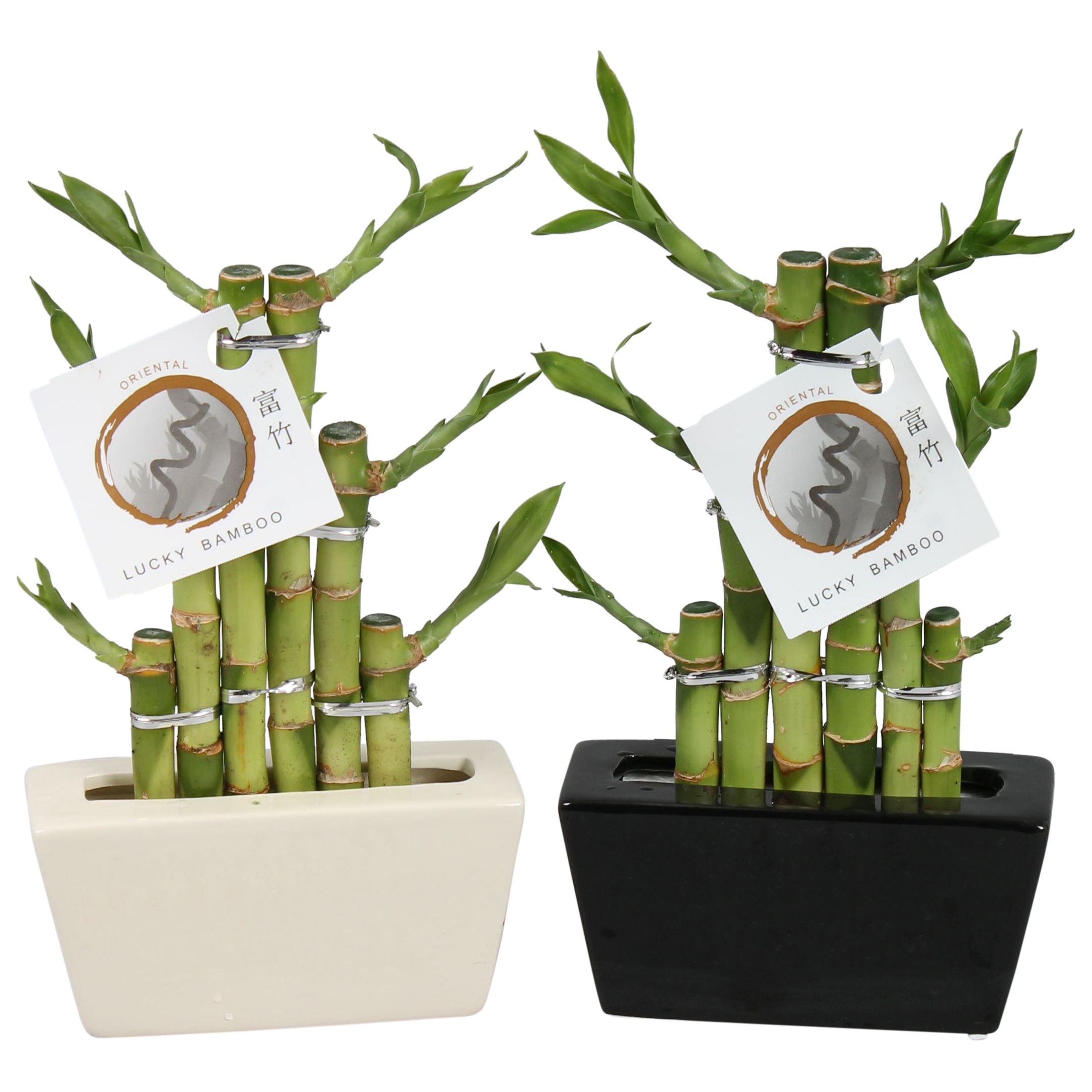 Lucky Bamboo Stepstairs 3Big in ø14cm Ceramic Black/White, D 14