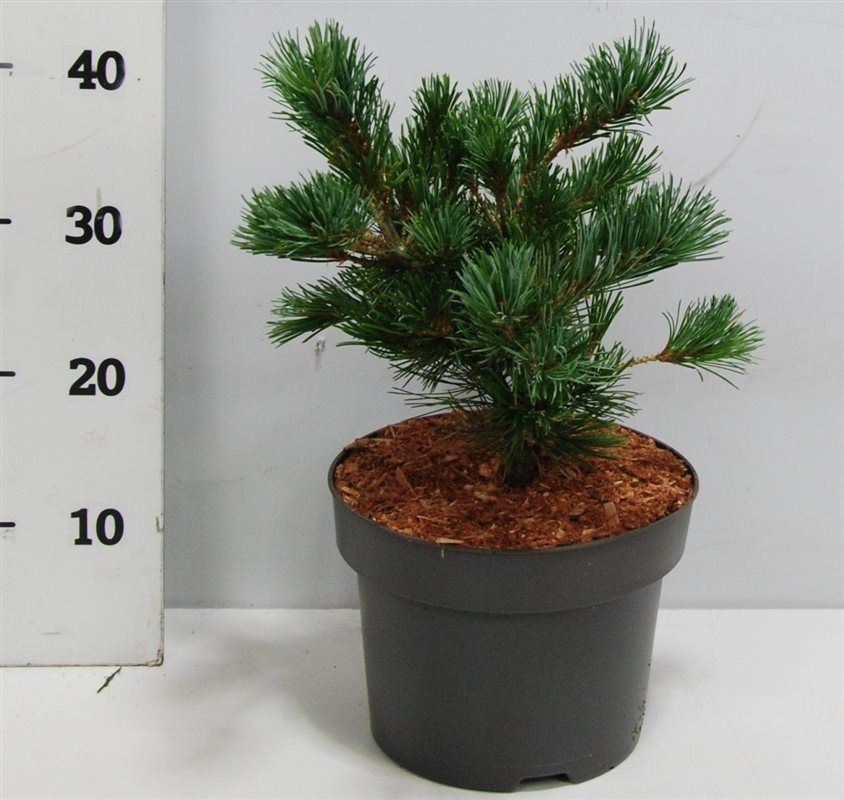 Pinus parv. 'Negishi', D 23 cm