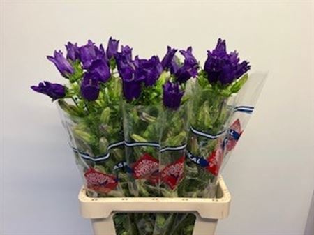 Кампанула Чемпион Блю 70, шт.