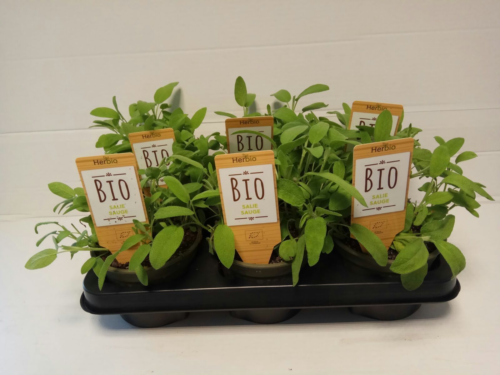 Salie P12 HERBIO steker, D 12 cm