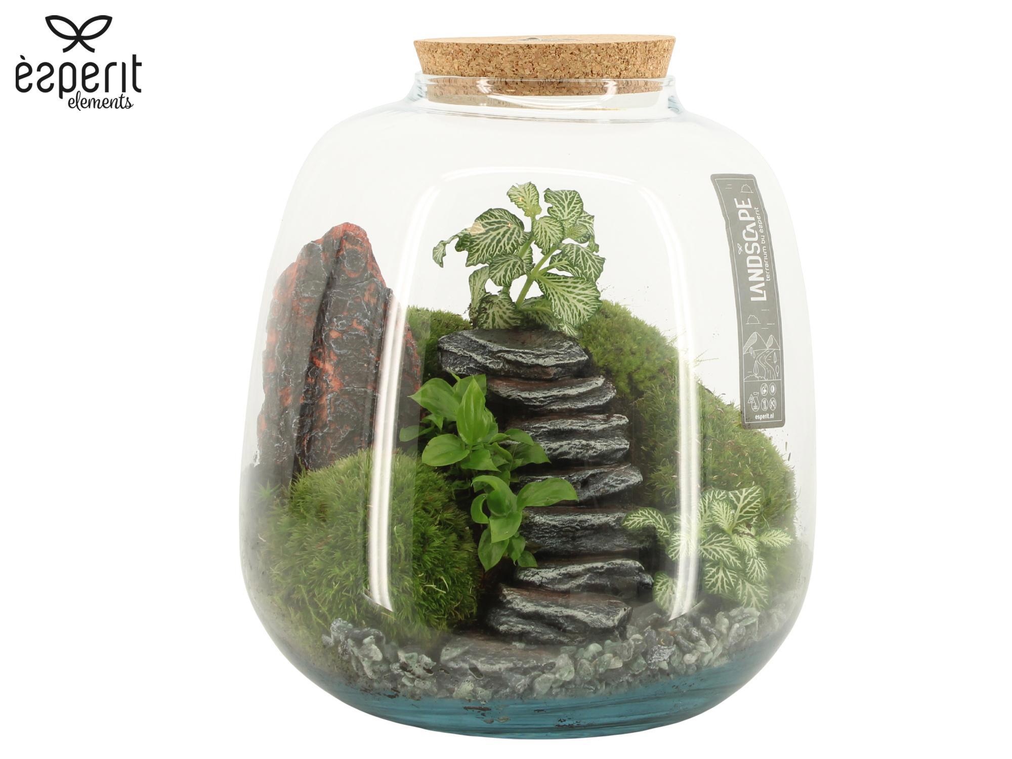 90773: Landscape terrarium arrangement, D 23