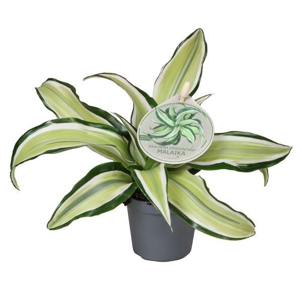 Dracaena Dragontree� Malaika W. Label 6 cm, D 6 cm Dracaena Dragontree� Malaika W. Label 6 cm, D 6 cm