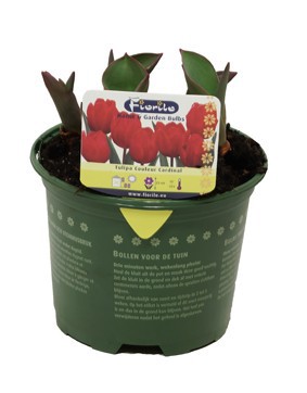 Tulp Couleur Cardinal, D 13