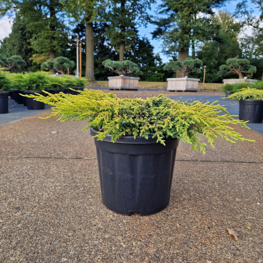 Juniperus comm. 'Goldschatz', D 26 cm