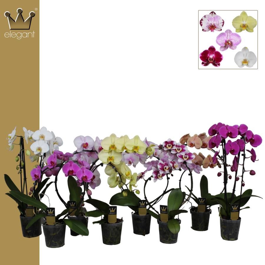 Phalaenopsis 2 tak, Vormen Mix, D 12 cm