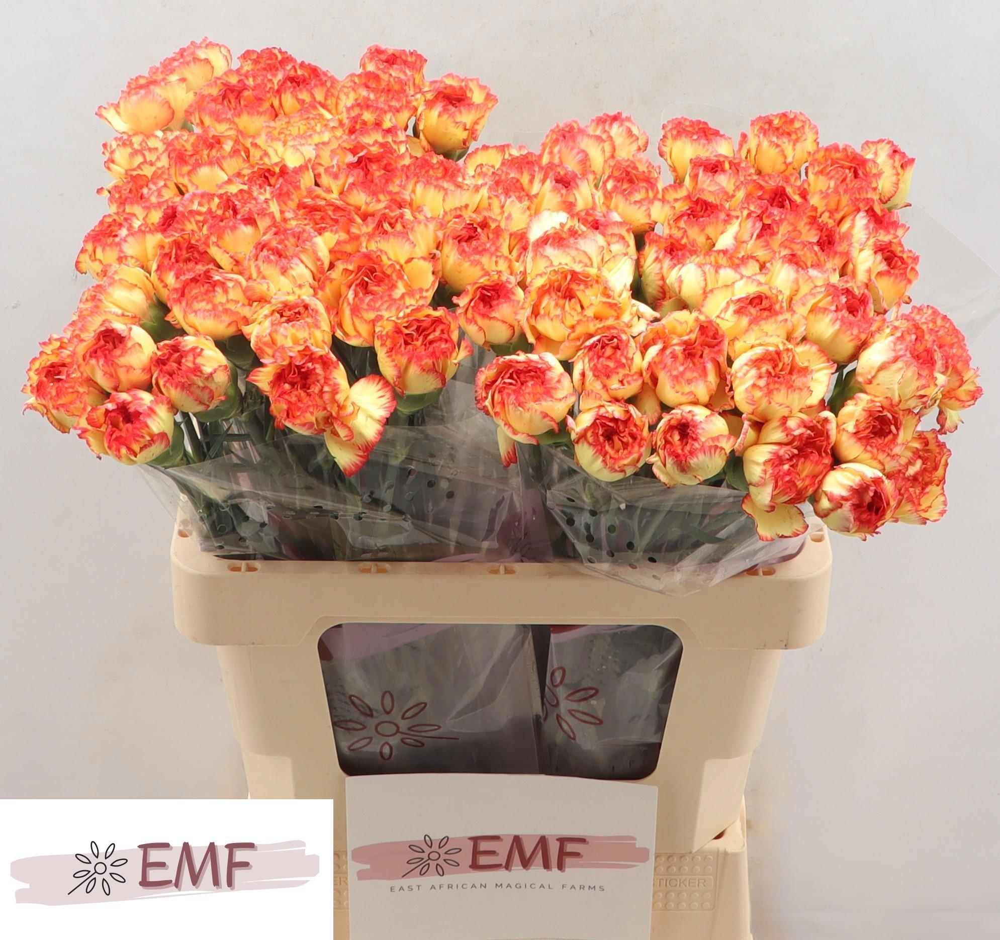 Диантус од. Диего, шт.