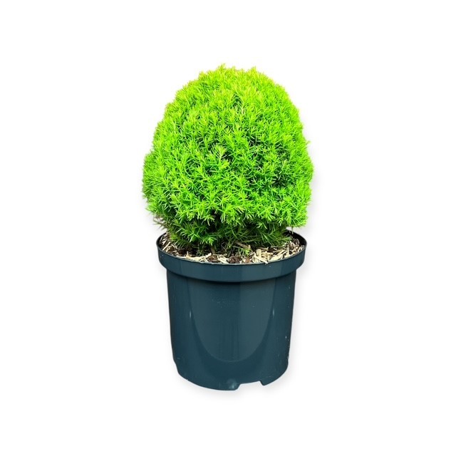 Thuja o. 'Anniek', D 18