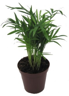 CHAMAEDOREA ELEGANS, D 11 cm