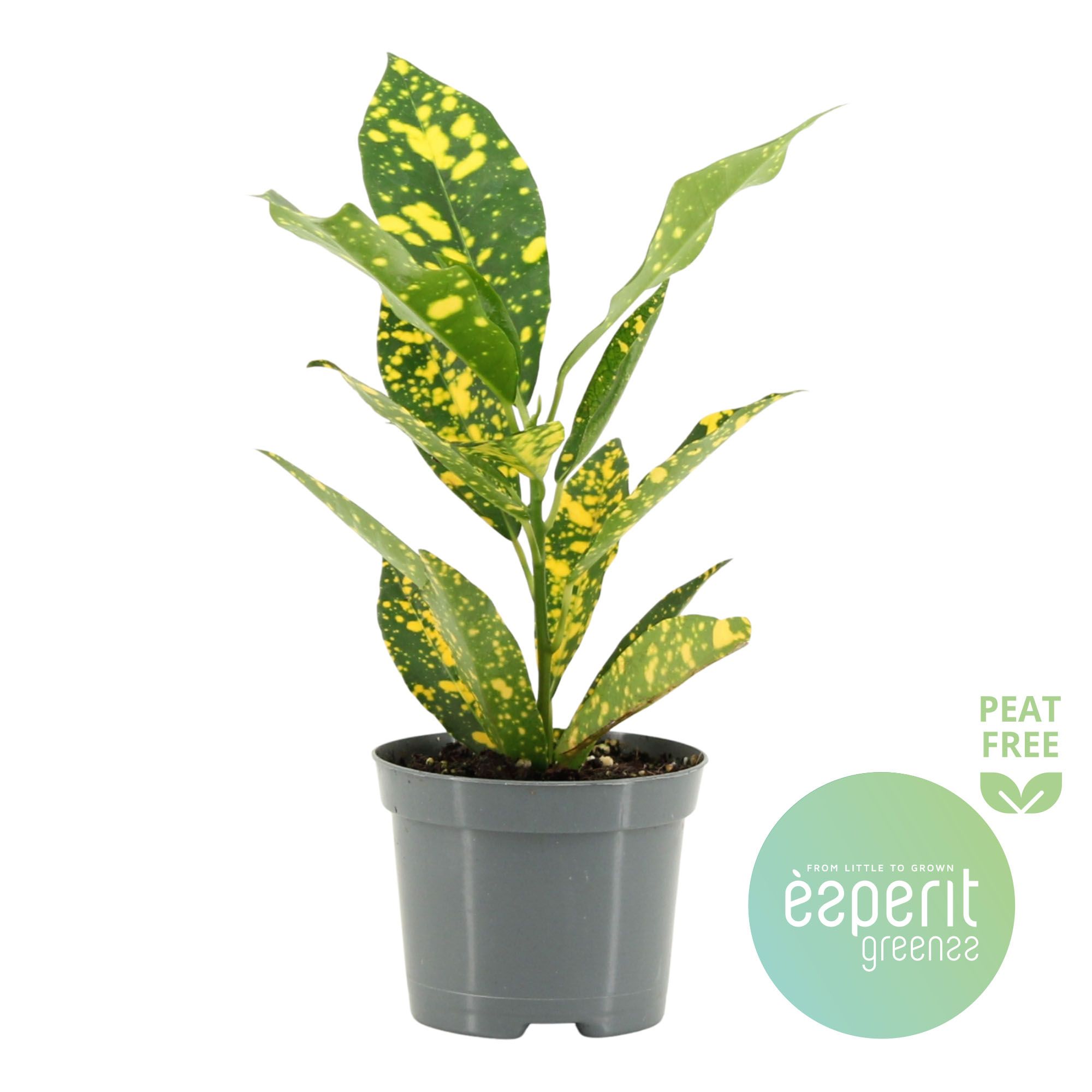 Codiaeum variegatum Gold Sun, D 8,5