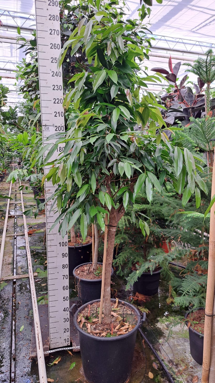 Ficus Amstel King stam 260, D 55