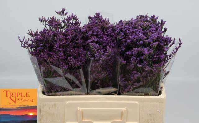 Лимониум Сафора Дарк Блю 50, шт.