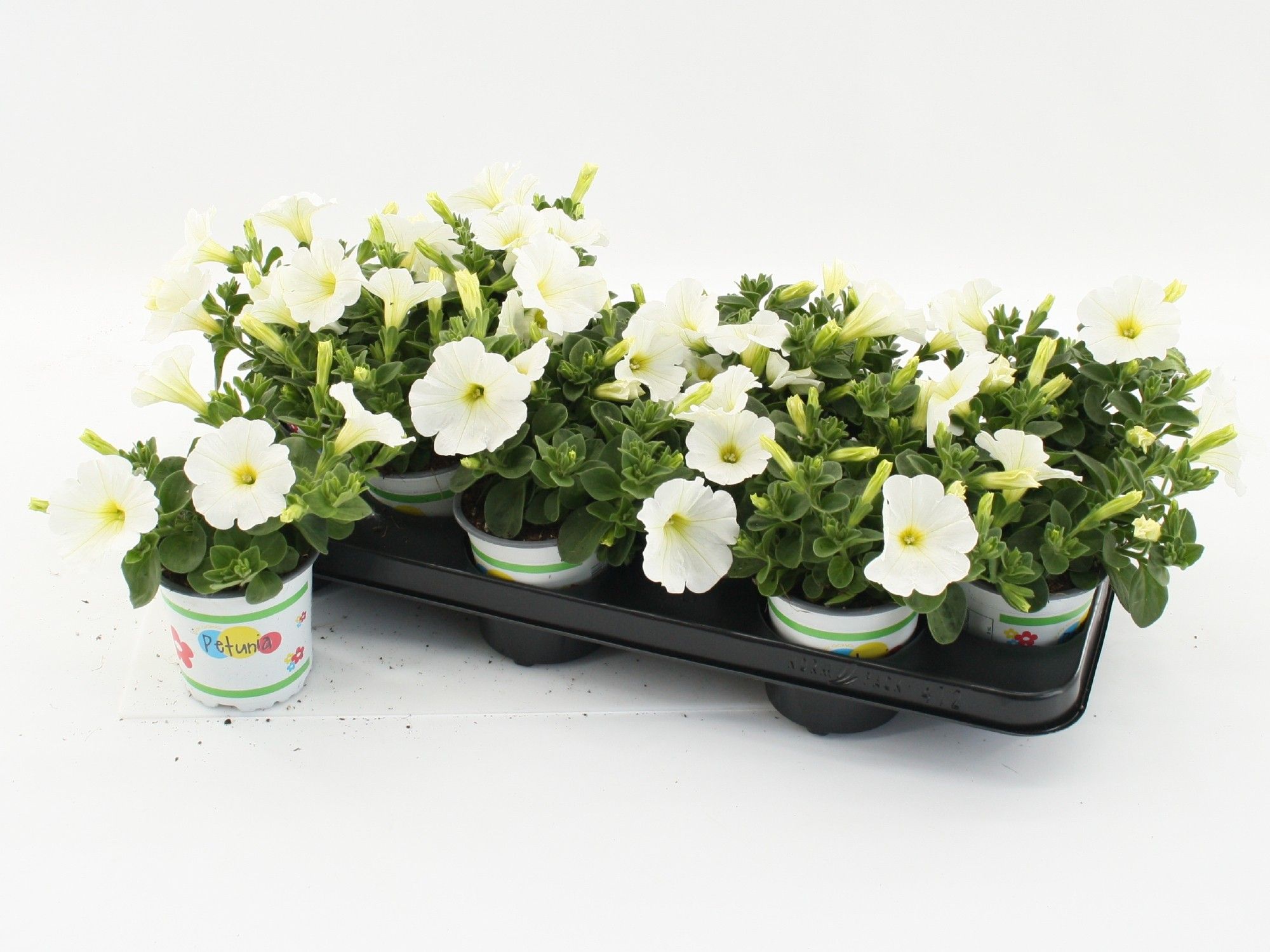 Petunia White, D 10,5