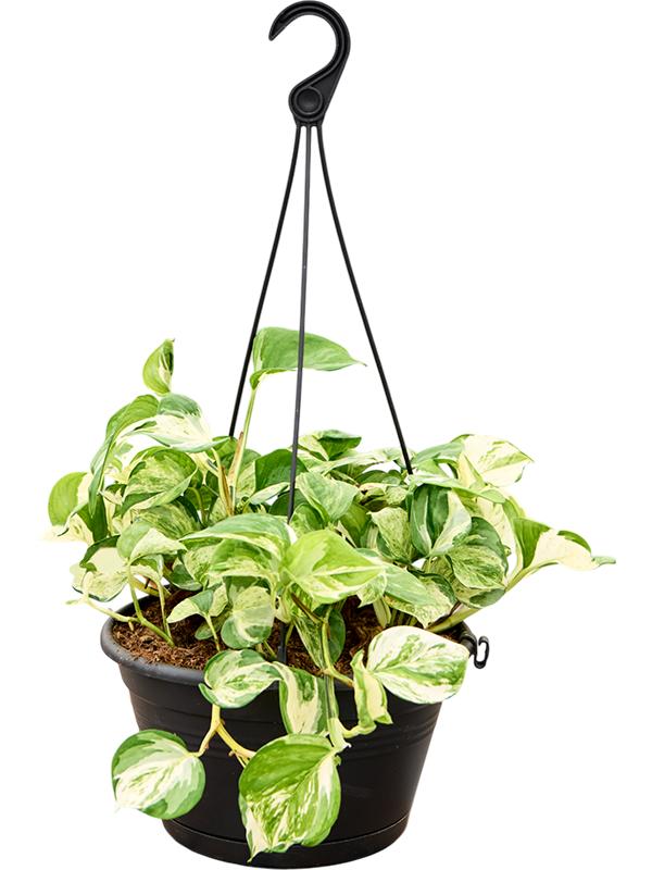 Scindapsus (Epipremnum) 'Manjula variegata', D 28 cm