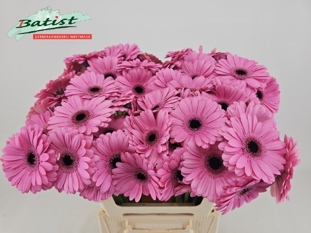 Гермини Талент, шт.