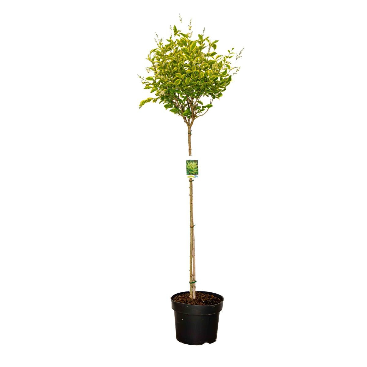 Ligustrum oval. 'Aureum', bol, D 28