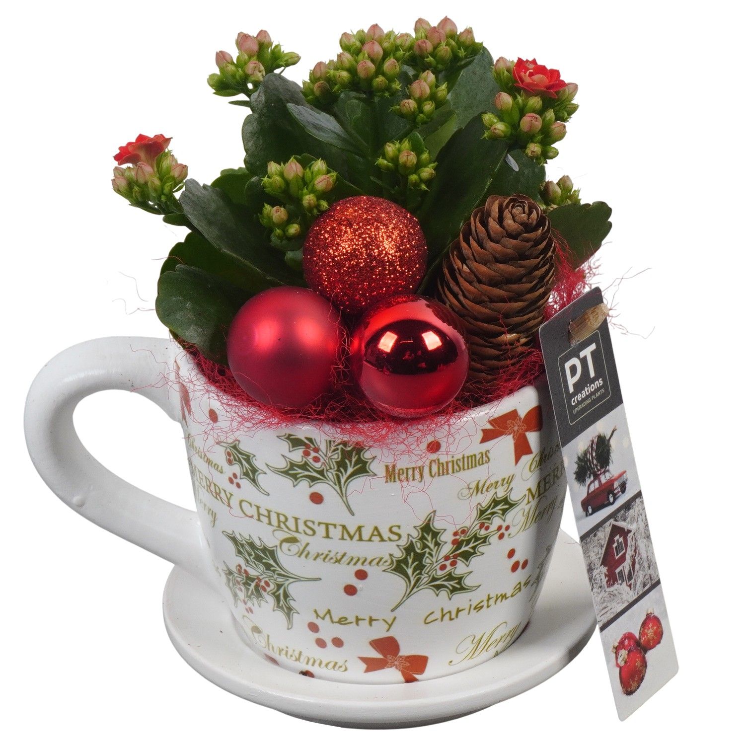 PTCHR7287 Arrangement Christmas Red in keramiek pot, D 12 cm