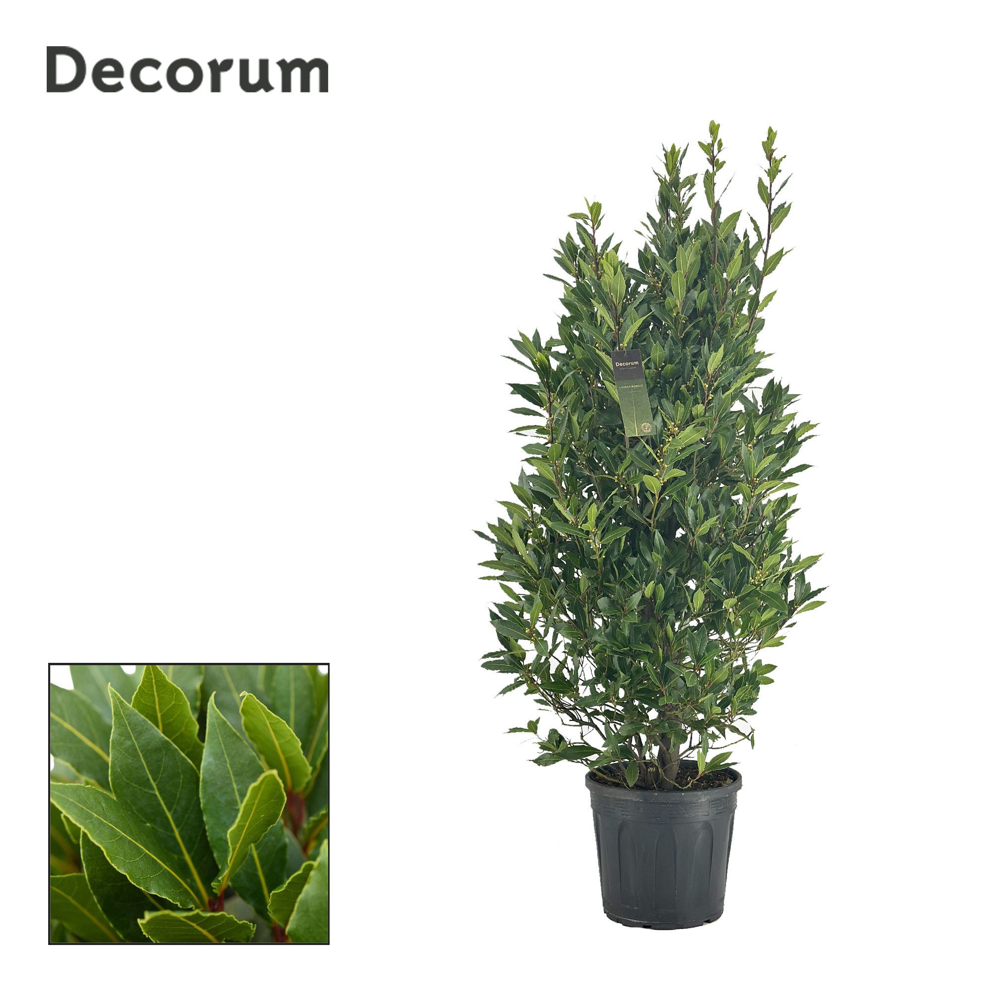Laurus nobilis Struik, D 30