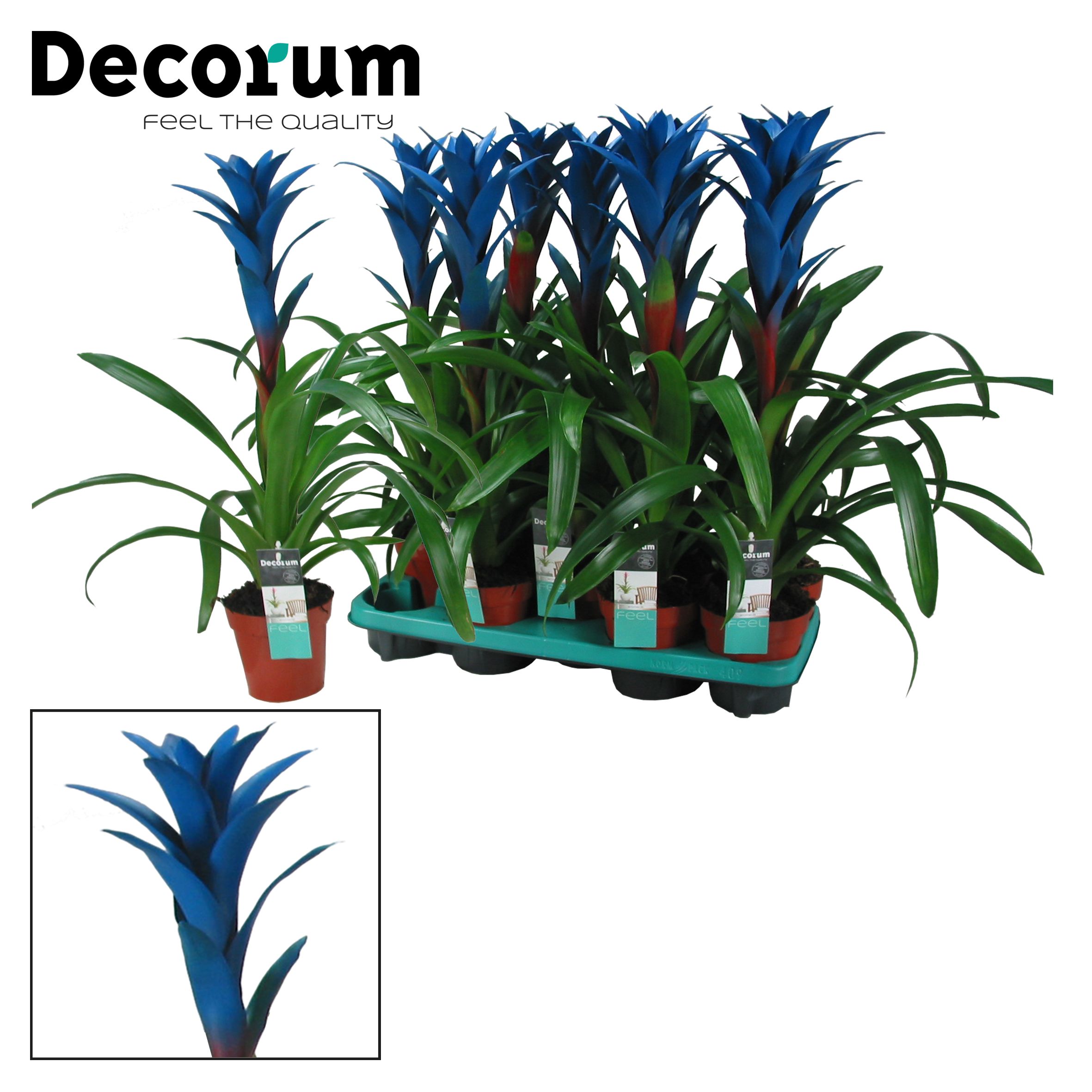 Guzmania Ocean Blue (Decorum), D 13