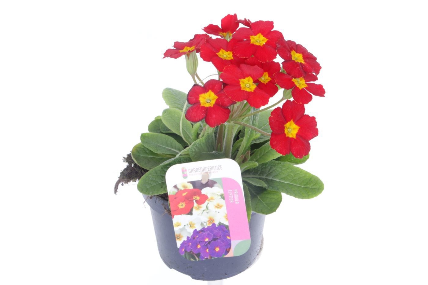 Primula elatior Veristar Late Red, D 13