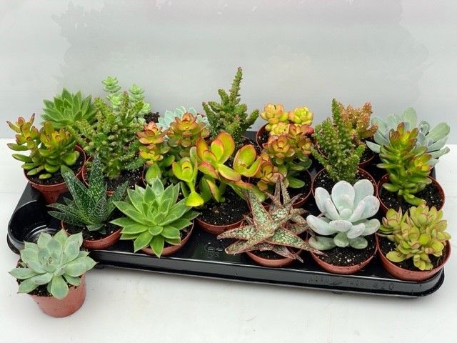 141 Succulenten mix 8,5 cm, D 8,5
