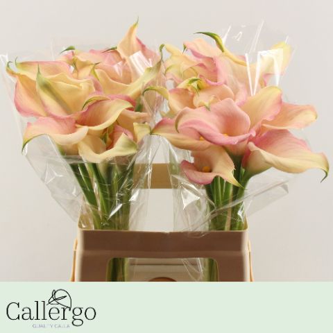 Калла Ханимун 60, шт.