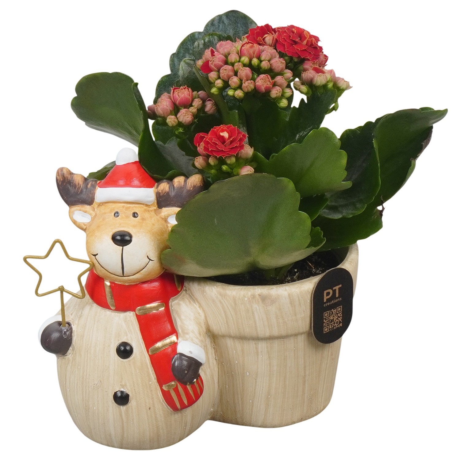 PTCHR9607 Arrangement Christmas Red in keramiek pot, D 13