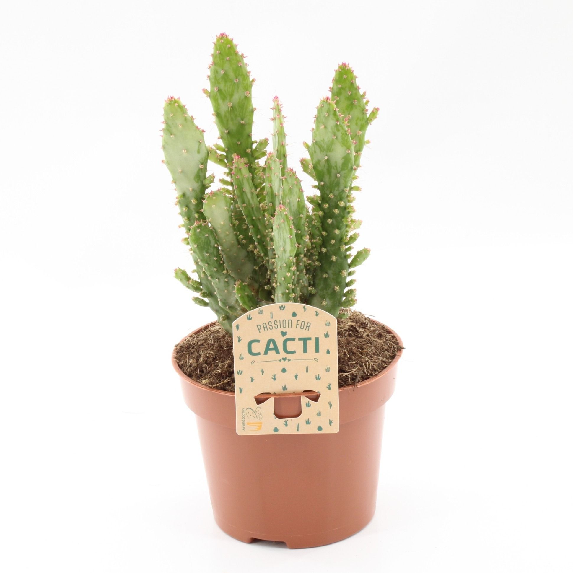 Opuntia monacantha variegata, D 12