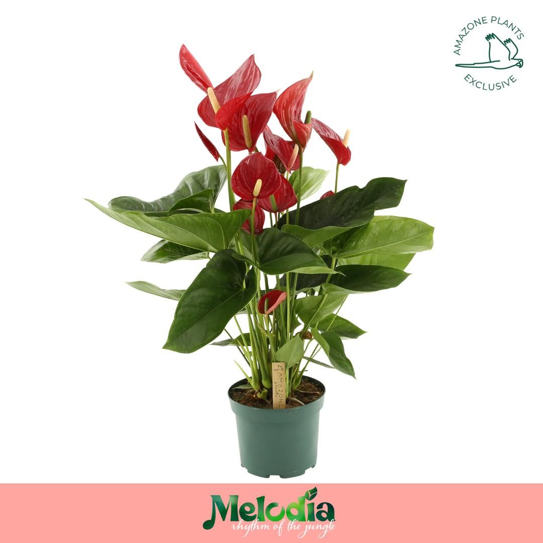 Anthurium Melodia Red 17cm, D 17
