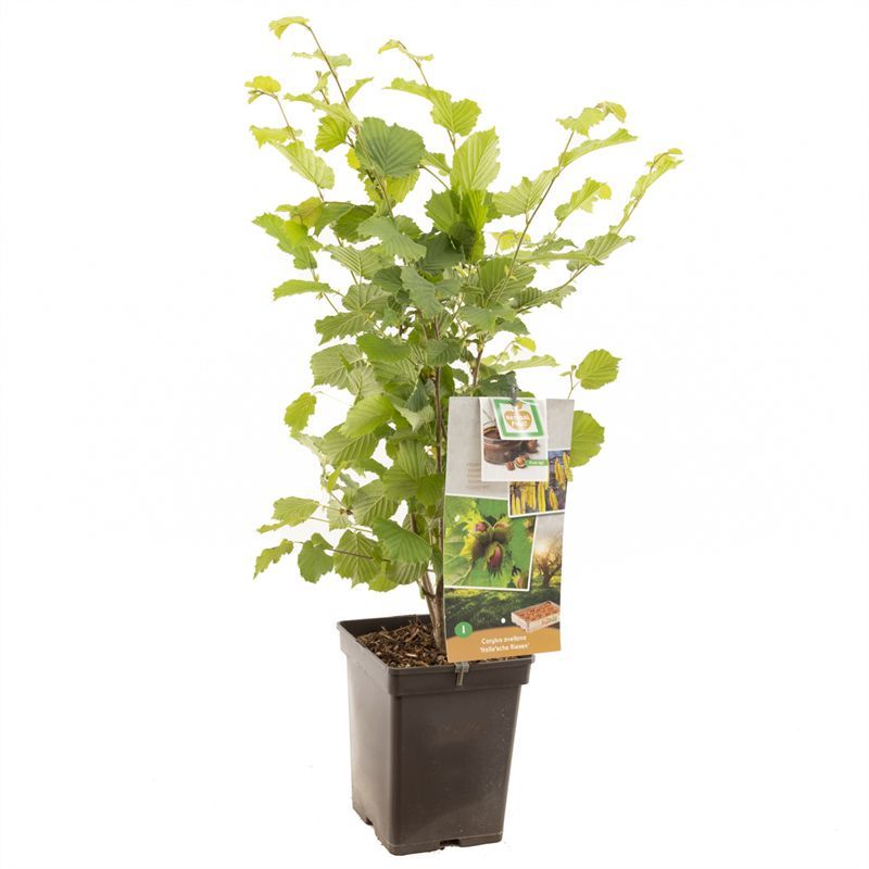 Corylus avellana Halle'sche Riesen Hazelnoot, D 18