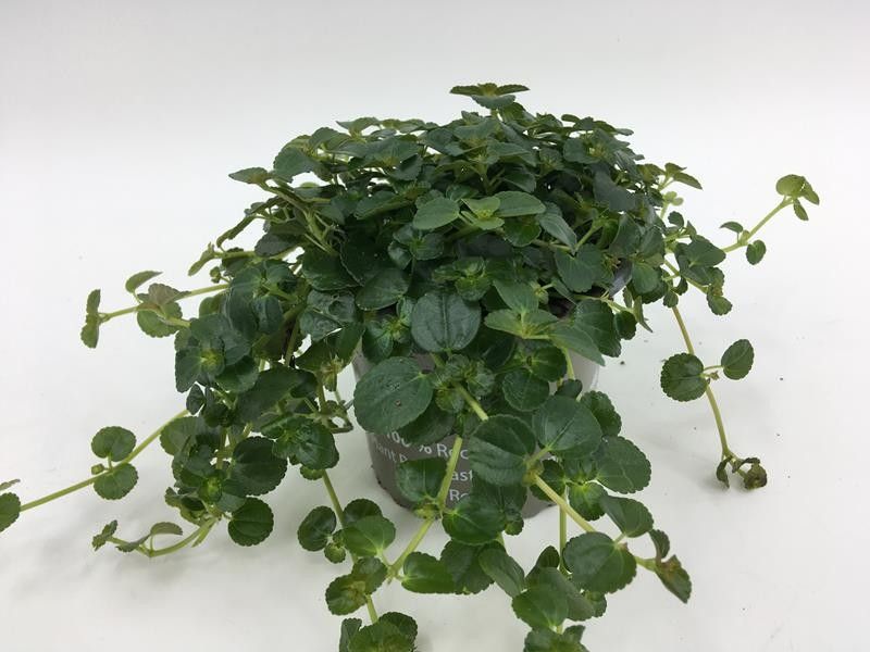 PILEA DEPRESSA, D 11