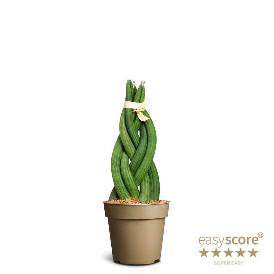 Sansevieria cylindrica Braid, D 9 cm
