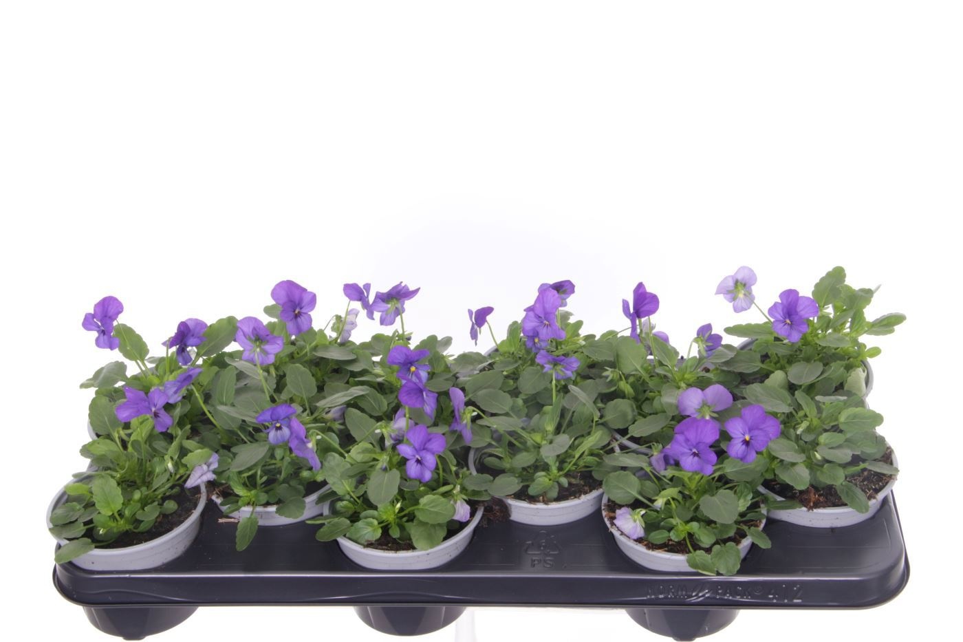 Viola cornuta Deltini Blue, D 11 cm