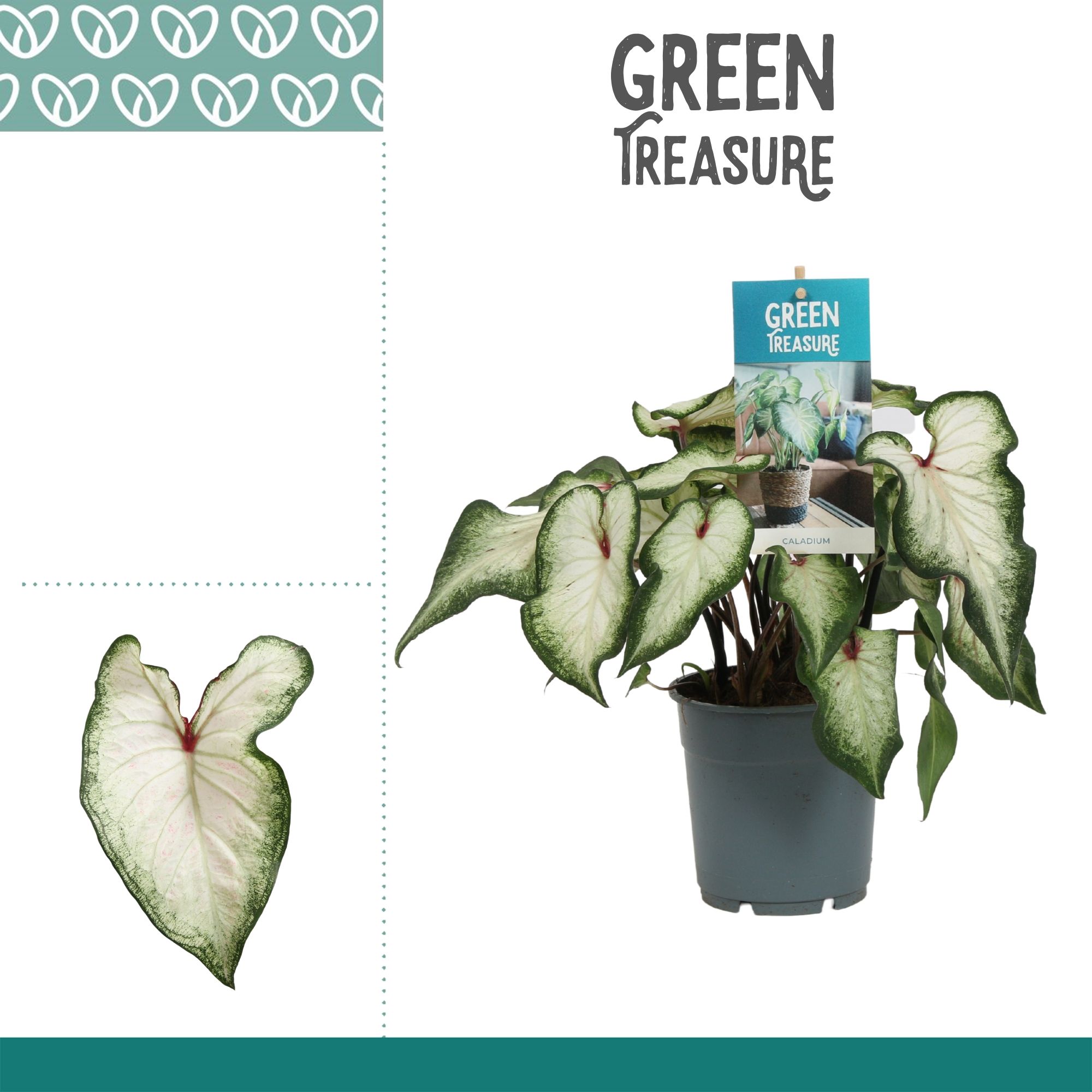 Caladium White Wonder, D 12