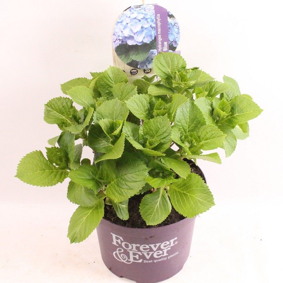 Hydrangea Forever&Ever® Blue, D 23