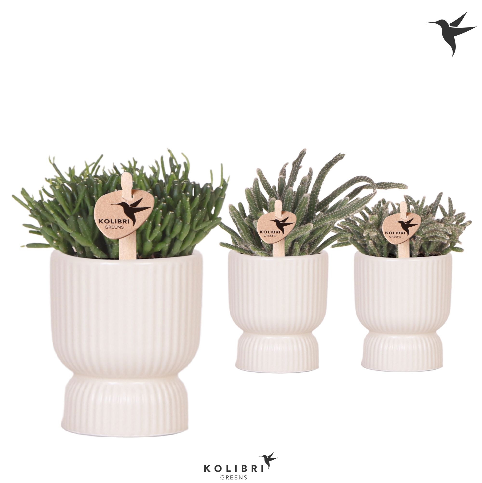Kolibri Greens Rhipsalis mix in Diabolo pot travertine, D 6