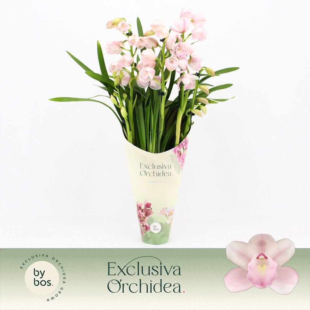 Cymbidium, Pink Bell 5-spike 'Exclusiva Orchidea' Potcover, D 12