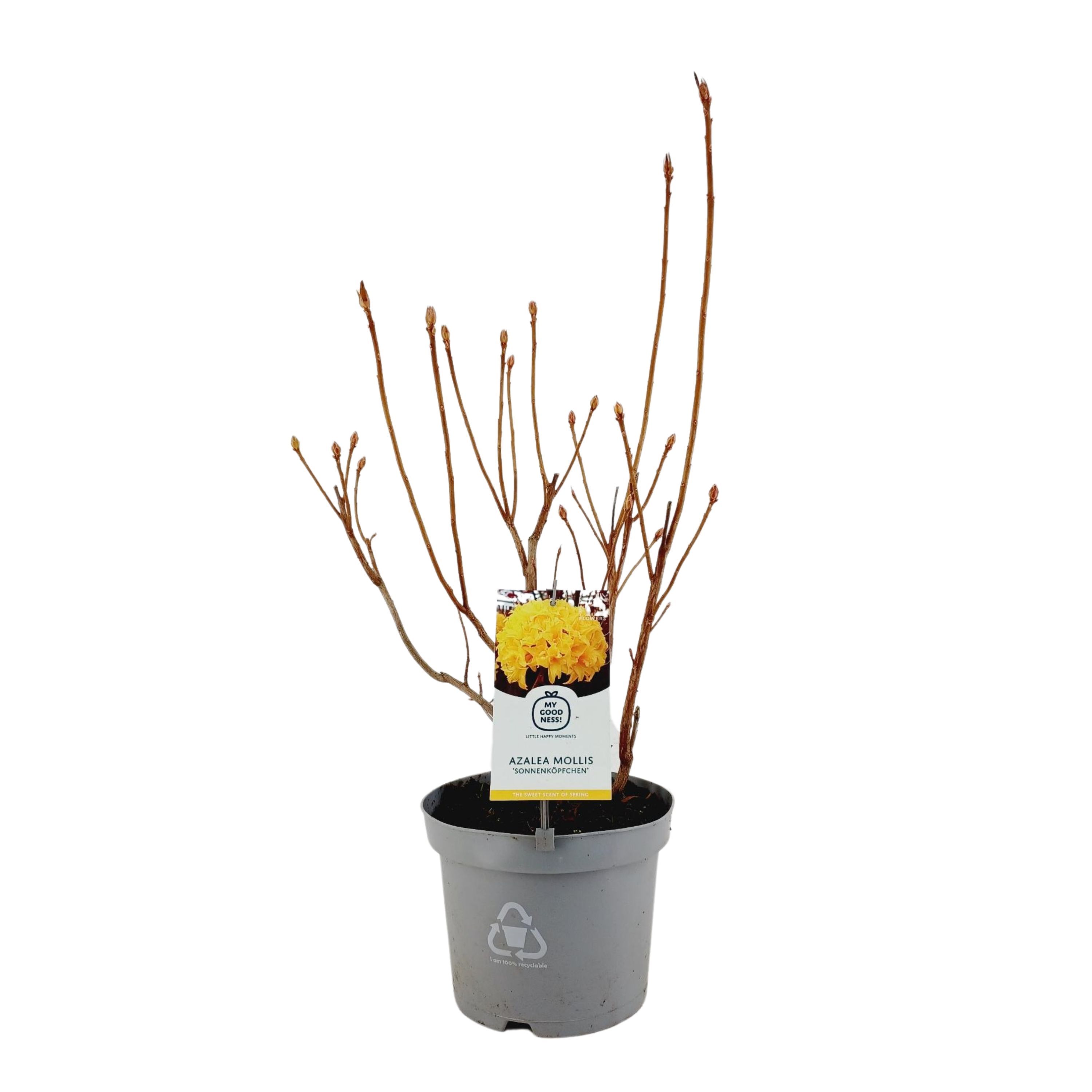 Azalea Mollis 40 /C5 'Sonnenkopfchen', D 23