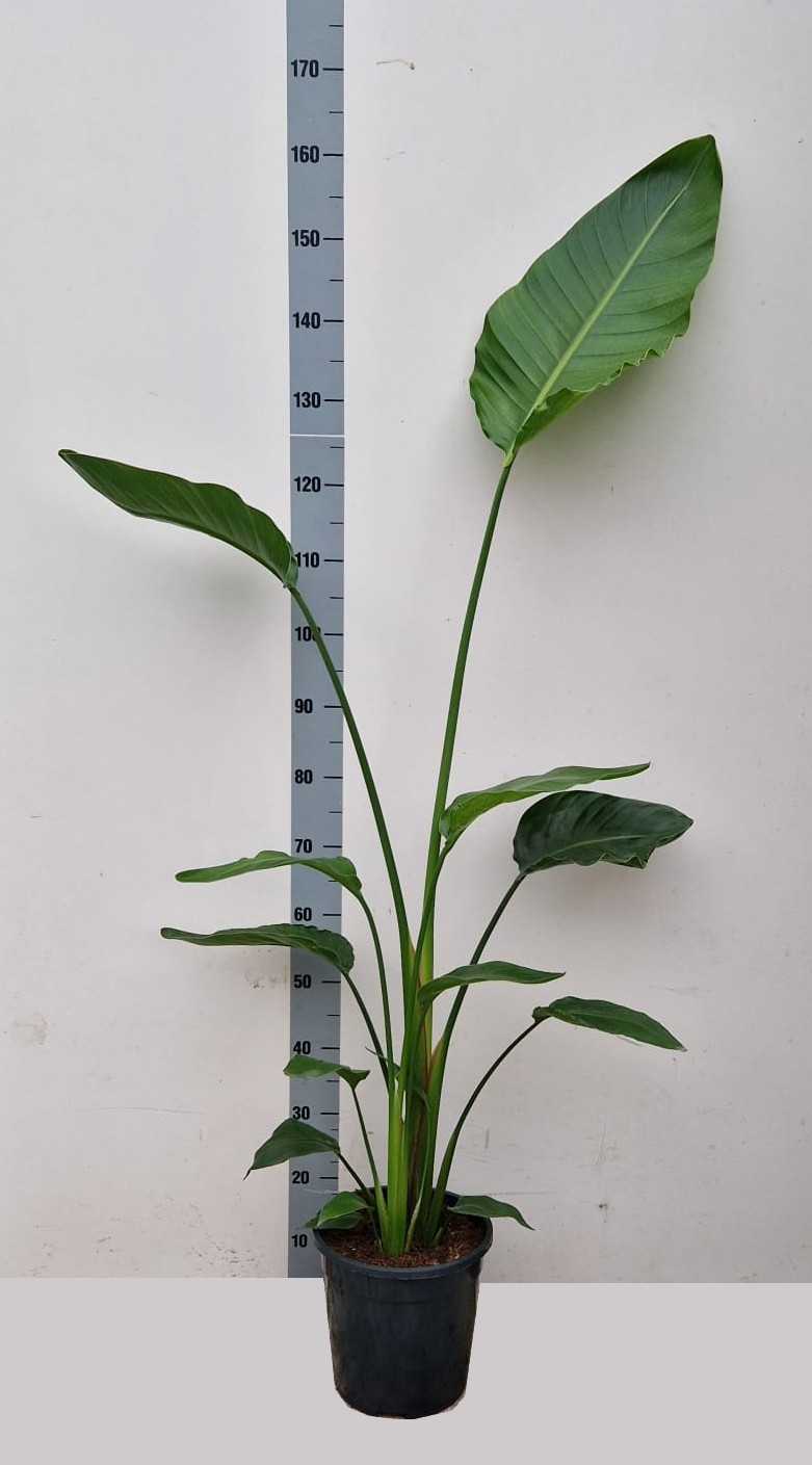 Strelitzia alba Augusta 2 per pot C24, D 24 cm
