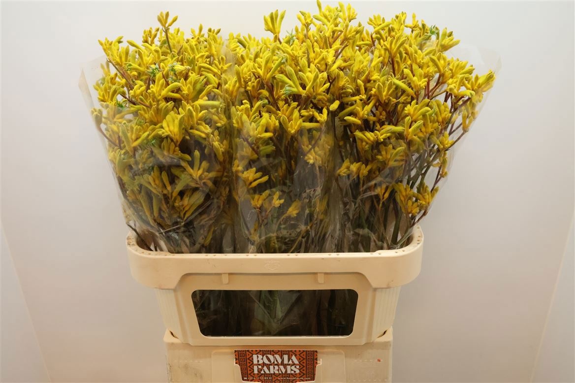 Анигозантус Еллоу Микс 80 (желт.), шт.